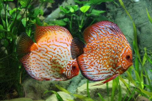 Peces Discos Fabricación y venta de acuarios personalizados